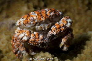 Coral carb with eggs by Volker Lonz 